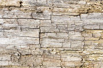 Touchwood texture. Cracked wood pattern. Rotten wood background. Dried dead tree bark.