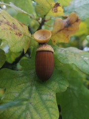 acorns on the tree