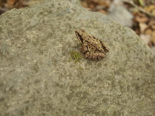 Frosch im Tal der 