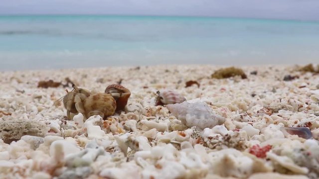 Close Up Of Hermit Crab Family On Scenic White Coral Shell Beach With Blue Ocean Horizon On Tropical Island