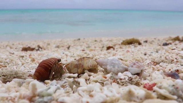 Close Up Of Wild Hermit Crab Family On White Coral Beach With Blue Ocean Horizon Seascape Of A Tropical Island