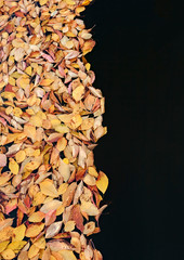 Leaves floating in a pond dividing the image into two independent parts.