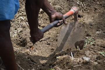 agriculture work in a filed 