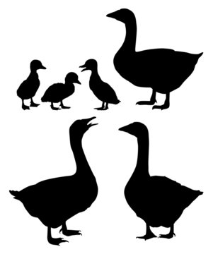 Black and white silhouettes of domestic geese in different poses. Vector illustration. 