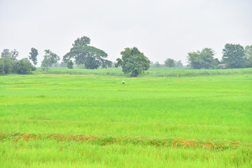 Green rice filed nature background.