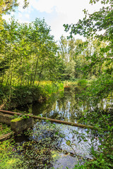 Fototapeta na wymiar Watercourses with remnants of hydraulic experimental installations in the Waterloopbos in the Dutch province of Flevoland