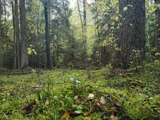 spring forest in the forest