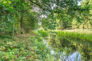 Fototapeta na wymiar Watercourses with remnants of hydraulic experimental installations in the Waterloopbos in the Dutch province of Flevoland