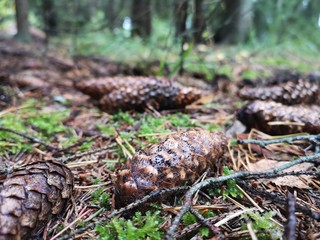 pine cones in the forest