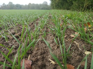 corn field in the morning