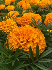 orange chrysanthemum flowers