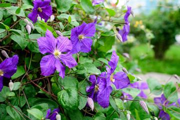 Many delicate purple clematis flower, also known as traveller's joy, leather flower or vase vine, in a sunny spring garden, beautiful outdoor floral background photographed with soft focus.