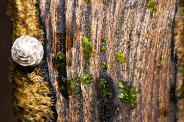 Detailed closeup macro photo of rotted wood found on the beach at Woody Point, Queensland.