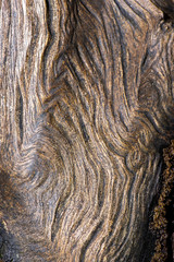 Detailed closeup macro photo of rotted wood found on the beach at Woody Point, Queensland.