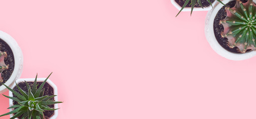 Banner cactus on a pastel pink background, copy space, layout
