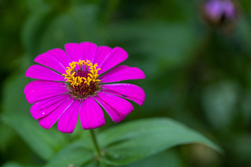 Fototapeta premium Purple Common Zinnia (Zinnia elegans) in garden with space for putting text, lowkey