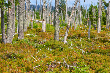 Hikers walking along the trail in a peat bog around a lake Latschensee. Tourists walking in nature...