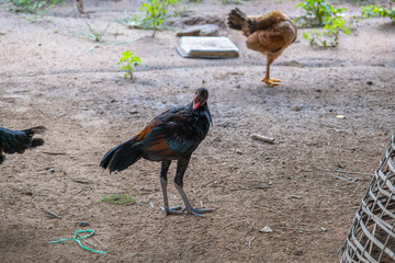 Chicken standing on a rural garden in the countryside. Close up of a chicken standing on a backyard shed with chicken coop.