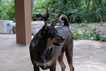 Dog resting on a rural street in a village of Thailand during morning.