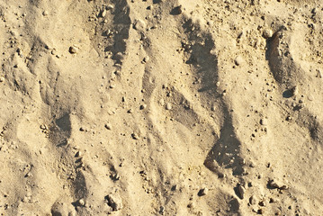 Yellow sand texture close up. Dirty sand with small stones.