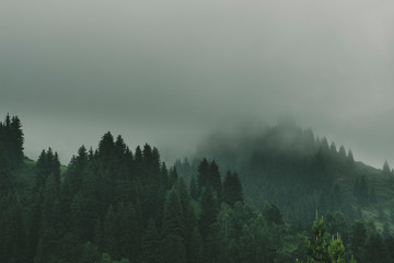 Fog in the spruce forest in the mountains. Mystical dark landscape