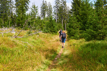 Hikers walking along the trail in a peat bog around a lake Latschensee. Tourists walking in nature...