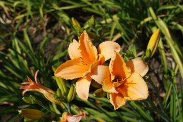 2 double orange flowers of Hemerocallis fulva in June