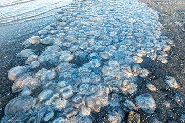 many cornerot jellyfish lie on the seashore after a storm. Bathing hazards