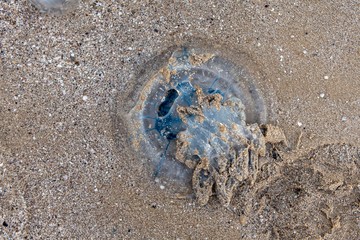 a huge beautiful jellyfish lies on the sand by the sea