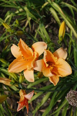 Double orange flowers of Hemerocallis fulva in June