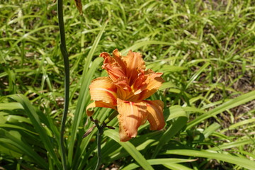 Single orange double flowered Hemerocallis fulva in July