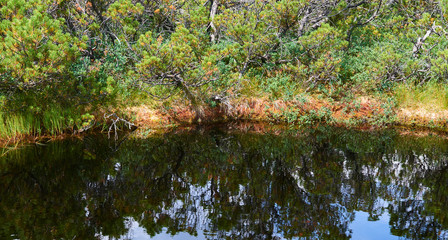 Hikers walking along the trail in a peat bog around a lake Latschensee. Tourists walking in nature reserve. Bavarian Forest National Park, Germany