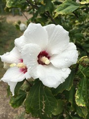 white hibiscus flower in the garden