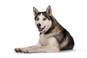Pretty young adult Husky dog, laying down side ways. Looking towards camera with light blue eyes. Isolated on a white background.