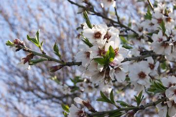 White flowers and buds of an cherry tree in spring blossom.