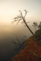 Autumn landscape. A lonely bare tree without leaves over a foggy forest lake in the early morning