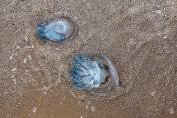 many cornerot jellyfish lie on the seashore after a storm. Bathing hazards