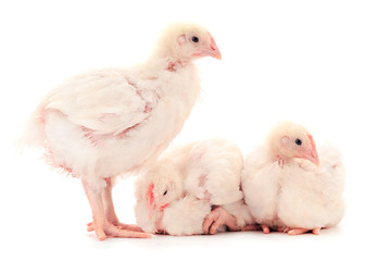 Three chicken or young broiler chickens.