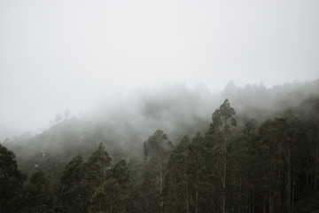 Bosque con niebla, mirador del fitu