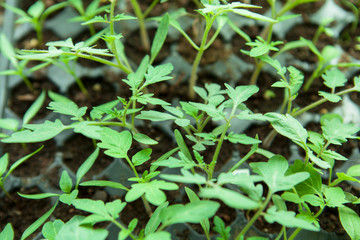 Seedlings in plastic black germination tray.