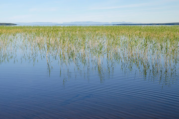Fototapeta na wymiar View of Kanozero lake on a sunny day. Kola Peninsula, Murmansk Oblast, Russia.