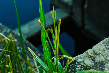 close up of grass in coast