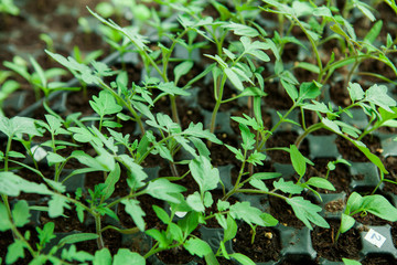  Seedlings in plastic black germination tray.