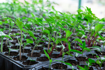  Seedlings in plastic black germination tray.