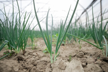 Closeup of green onion grown in an industrial greenhouse/