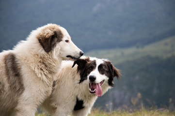 two beautiful white shepherd dogs playing in mountain