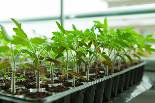  Seedlings in plastic black germination tray.