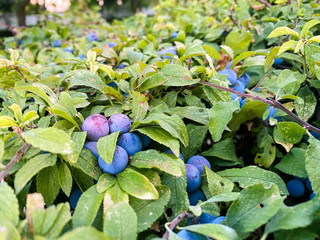 berries in a branch