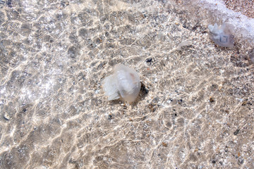 A large jellyfish swims in the water near the beach. Swimming hazard and beach closure.