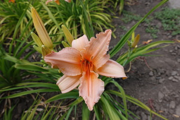 Single salmon colored flower of Hemerocallis fulva in June
